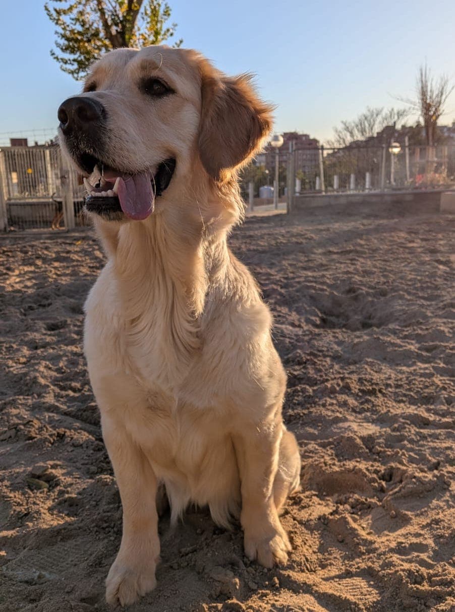 Koane, Yaëlle's golden retriever