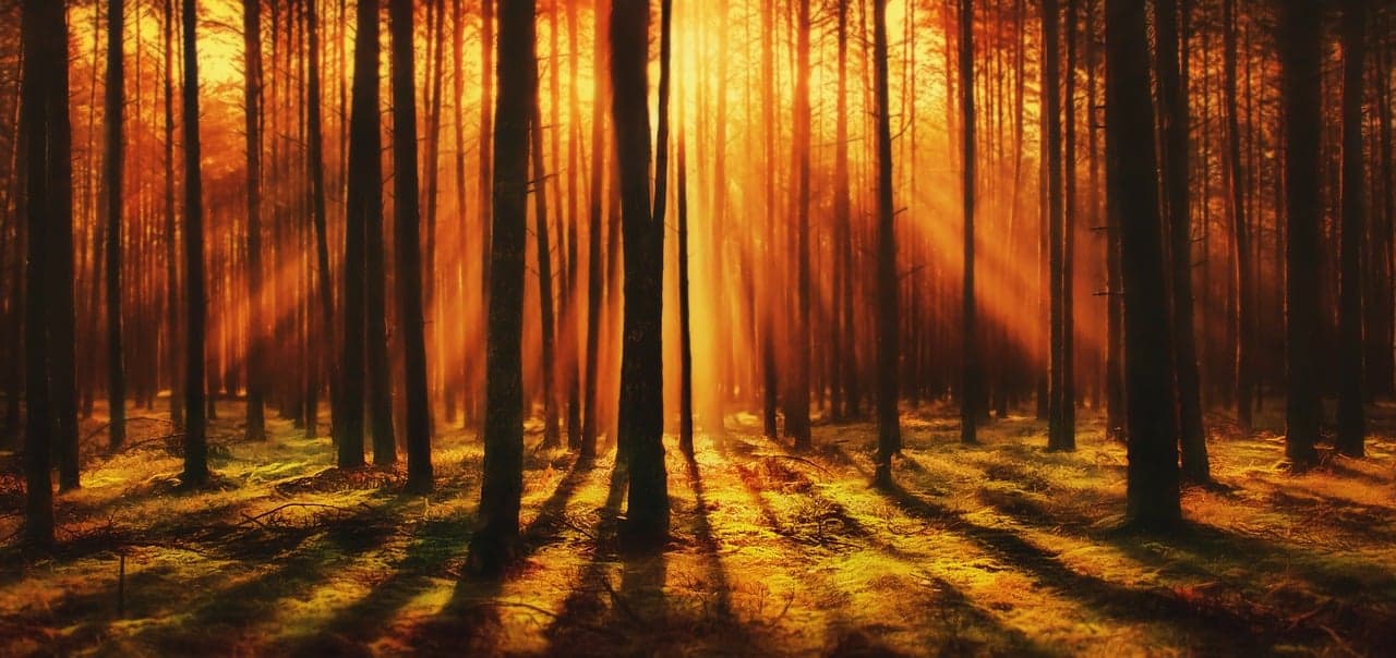 The quiet work that happens around a psychedelic experience